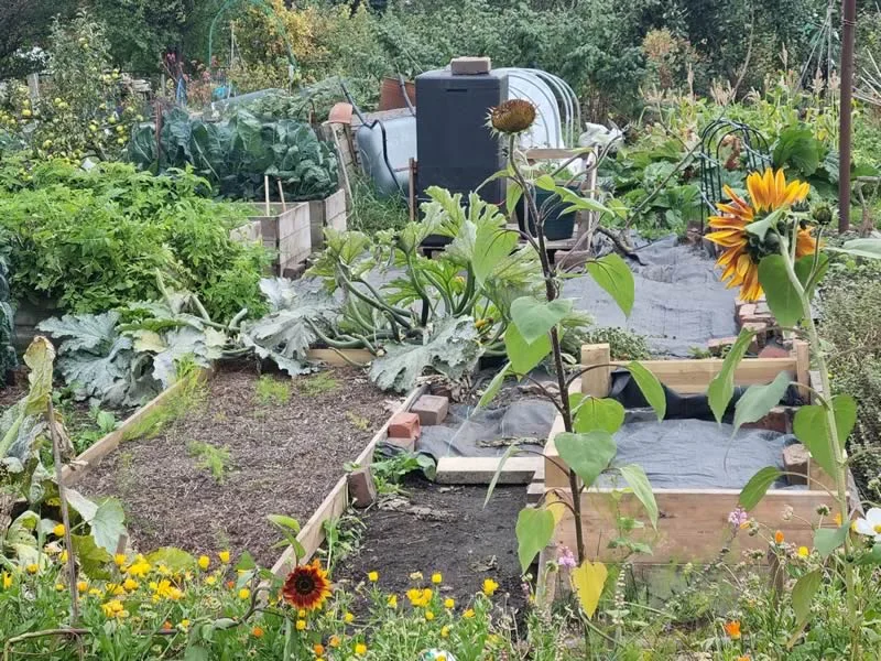 An allotment at Burley Model Allotments, Leeds, LS4